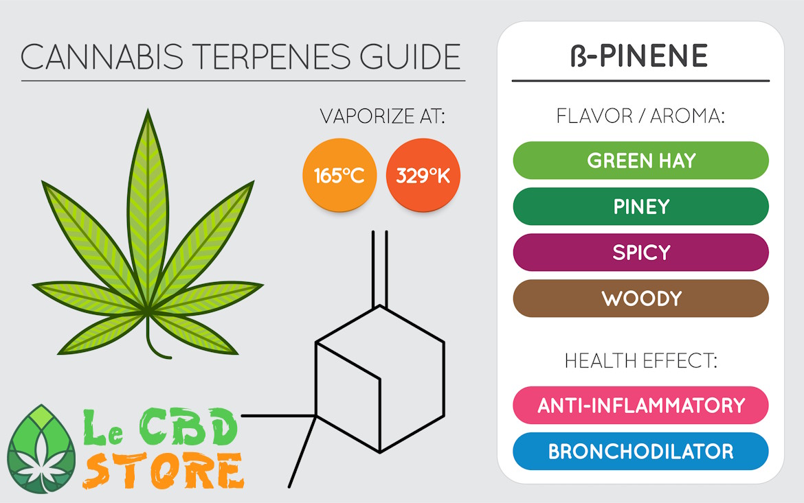 Cannabis Terpène Bêta-pinène