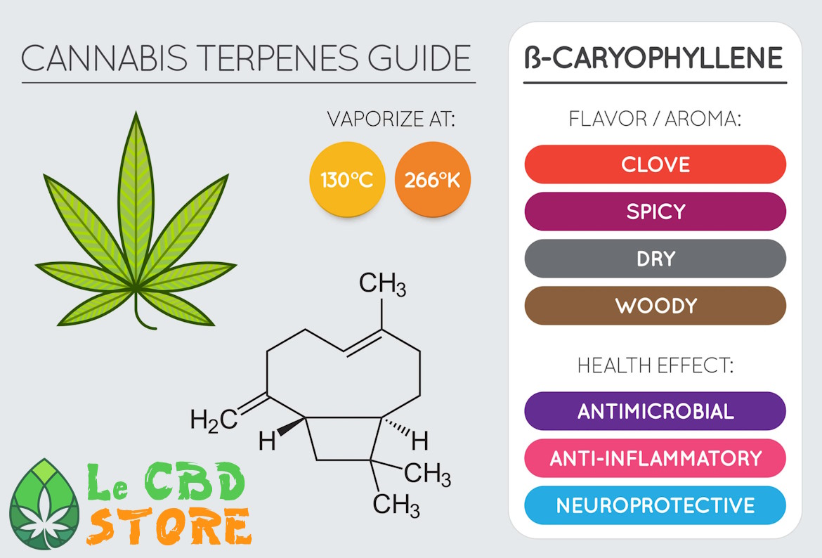 Cannabis terpène beta-caryophyllene