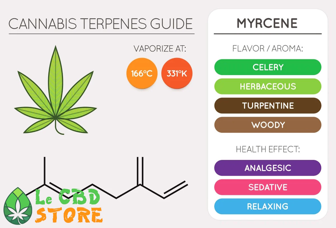 Cannabis Terpène Myrcène